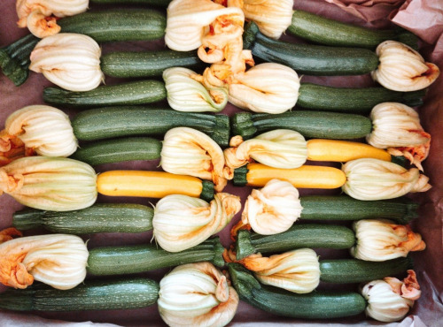 Nature et Saveurs - Ferme Aquaponique et Permacole Astérienne - Mini Courgettes Fleurs
