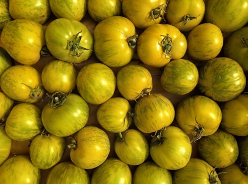 Nature et Saveurs - Ferme Aquaponique et Permacole Astérienne - Tomate Green Zebra - Kg