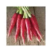 La Ferme de Milly - Anjou - radis ostergruss-BIO-botte