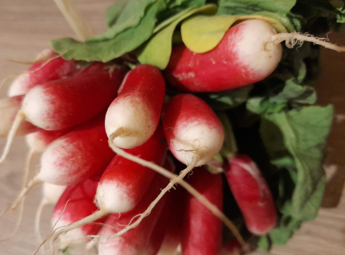 Gourmets de l'Ouest - Radis de Saint Malo - botte de 300g