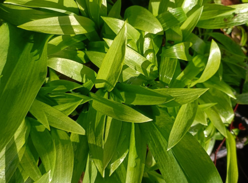 Rébecca les Jolies Fleurs - Herbes fraiches : Ail des ours