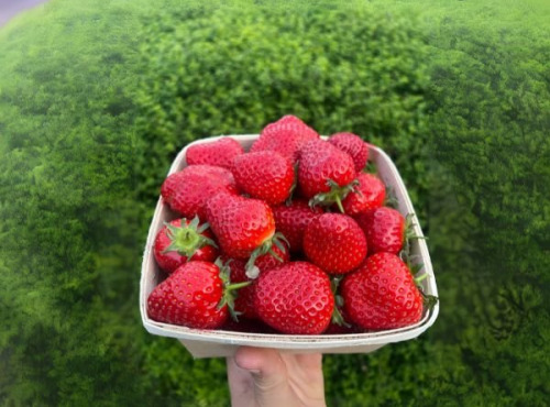 Domaine Reverchon - Fraise Cléry du Vaucluse 1kg