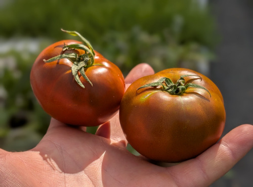 Nature et Saveurs - Ferme Aquaponique et Permacole Astérienne - Tomate noire Kakao - Kg