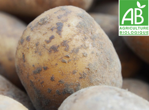 Mon Petit Producteur - Pomme De Terre Bio Ditta - Variété À Chair Ferme 1Kg