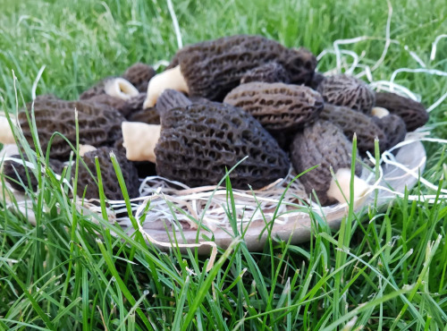 Champi'Caux - Morilles fraîches - 500g