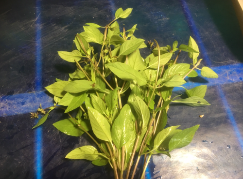 La Boite à Herbes - Basilic Thaï Frais - Sachet 100g