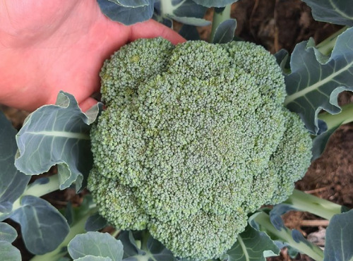 La Ferme de Goas Per - Chou brocoli bio - 500gr