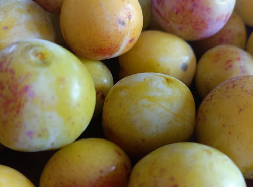 Rébecca les Jolies Fleurs - Mirabelles