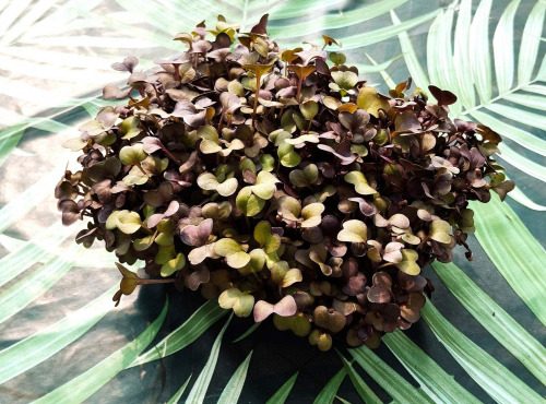 Nature et Saveurs - Ferme Aquaponique et Permacole Astérienne - Micropousses de radis rouge coupées - 40g