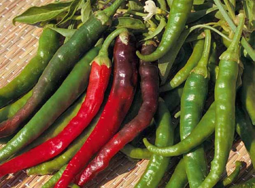 Les Jardins de Mondpa - piment doux