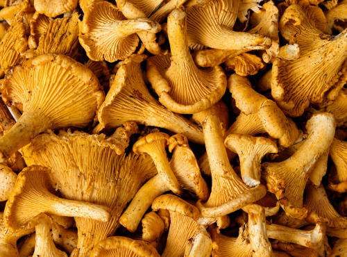Naturélium - Chanterelle modeste sauvage fraîche