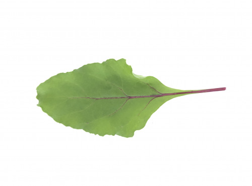 Agriloops - Betterave Agriloops - 150 g