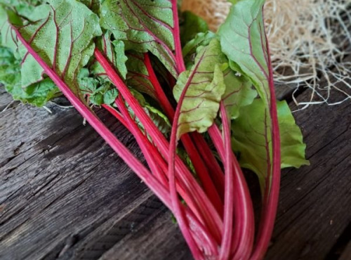Les Jardins de Gérard - Blette de couleur Bio - 500 g