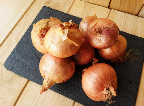 Gourmets de l'Ouest - Oignons roses de Saint-Malo