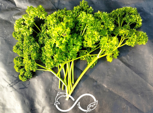 Nature et Saveurs - Ferme Aquaponique et Permacole Astérienne - Persil frisé Krausa – fraîcheur et relief durable