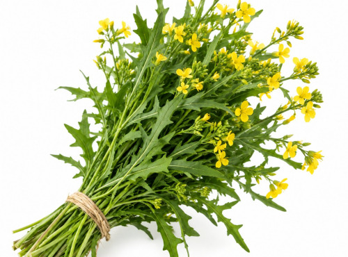 Naturélium - Roquette Sauvage