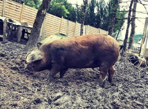 Des Poules et des Vignes à Bourgueil - Rôti De Cochon Duroc