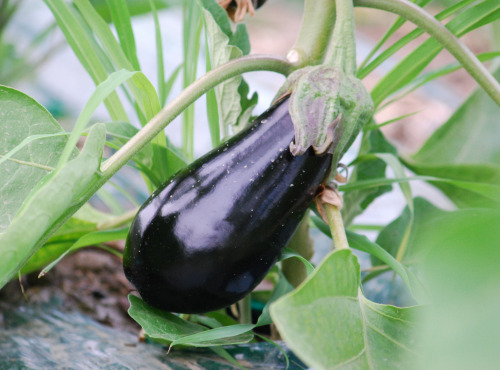 La Boite à Herbes - Aubergine Bio 1kg