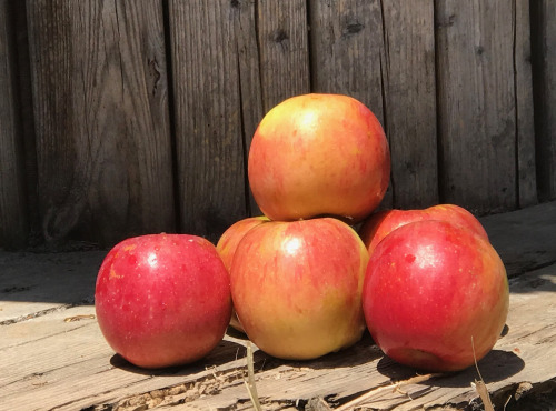 La Boite à Herbes - Pomme  bicolore  Story- - 3kg