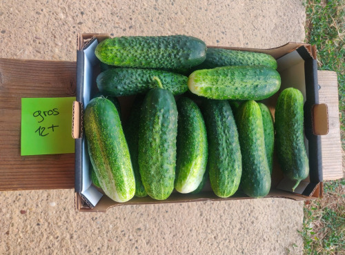 Ferme de la ville basse - Cornichons  Bio Gros frais