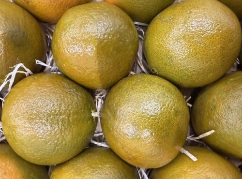 L'OLIVERAIE DU COUDON - ORANGE CHOCOLAT 3KG