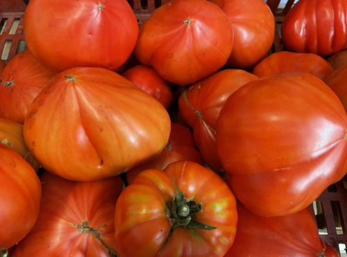 Le Potager de Sainte-Hélène - Tomate cœur de bœuf