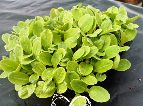 Nature et Saveurs - Ferme Aquaponique et Permacole Astérienne - Micropousse de bourrache – coupée fraîche, prête à l’emploi