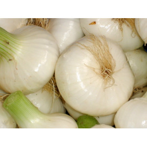 Le Châtaignier - Oignon blanc frais nouveaux sans fane 500g