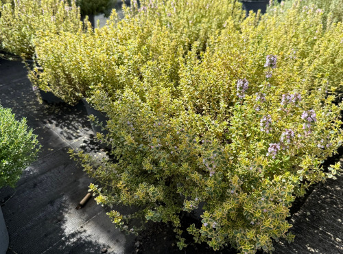 L’Oliveraie du Coudon - THYM CITRON XXL POTS DE 18