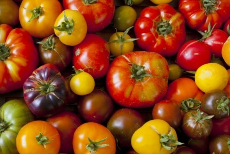Les Jardins de Gérard - Tomate ancienne Bio - 1 kg