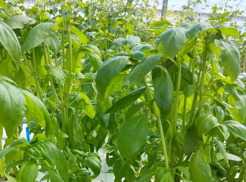 Nature et Saveurs - Ferme Aquaponique et Permacole Astérienne - Basilic Grand Vert Eleonora (Bouquet Frais)