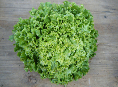 Multiproductions - Cédric Joliveau - Salade Batavia Verte