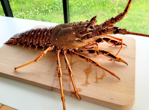 La Criée d'à Côté - Langouste Rouge Vivante 1,5 kg