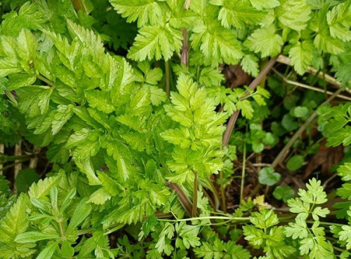 Rébecca les Jolies Fleurs - Herbes fraiches : Cerfeuil sauvage