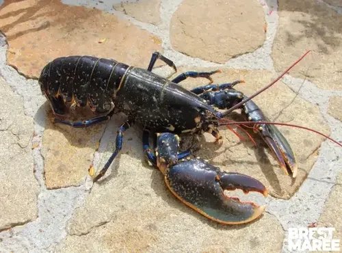 Brest Marée - Homard Européen cuit - pièce de 600g