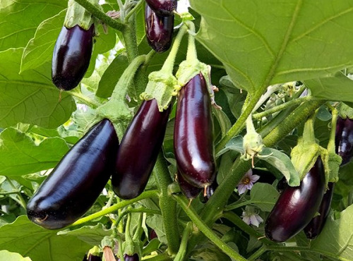Nature et Saveurs - Ferme Aquaponique et Permacole Astérienne - Aubergine Little Finger - 500g