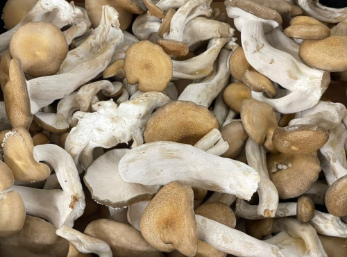 Naturélium - Le shimeji brun 1,5kg