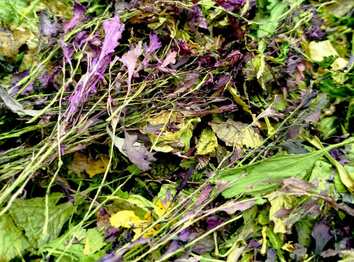 Nature et Saveurs - Ferme Aquaponique et Permacole Astérienne - Jeunes pousses séchées – condiment végétal concentré