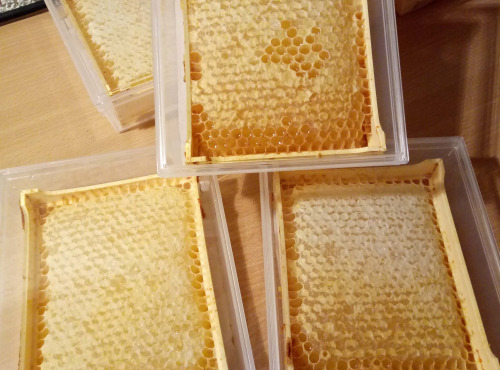 Miel et Pollen - MIEL EN SECTION