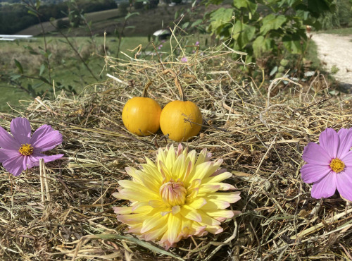 Ferme Sinsac - courges pommes d or