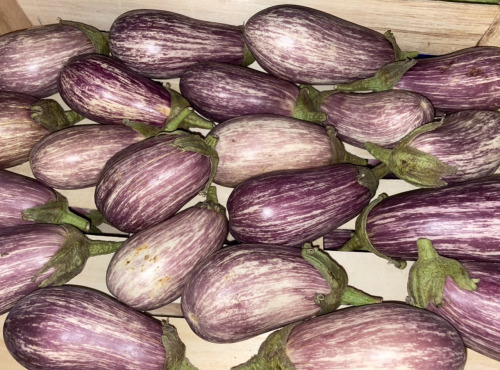 Des Poules et des Vignes à Bourgueil - Aubergine du jardin