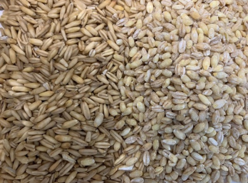 Adal Terra - Mélange Bio De Céréales A Cuire 500g