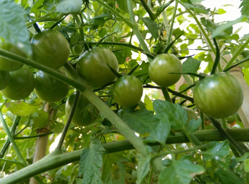 ChâteauFer - Tomate verte