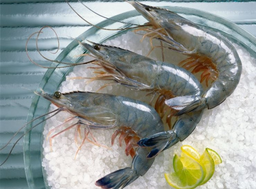 Obsiblue - Gambas bleues de Nouvelle-Calédonie - Gambas Bleues De Nouvelle-calédonie - 4 Kg