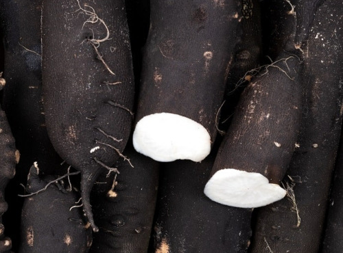 Maréchal Fraicheur - Radis noirs - 5 kg
