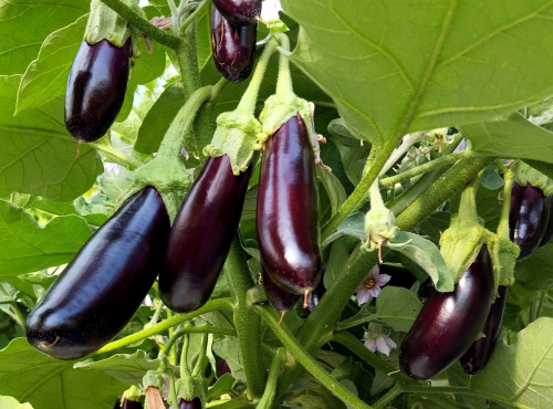 Nature et Saveurs - Ferme Aquaponique et Permacole Astérienne - Aubergine Little Finger – fine, tendre et savoureuse