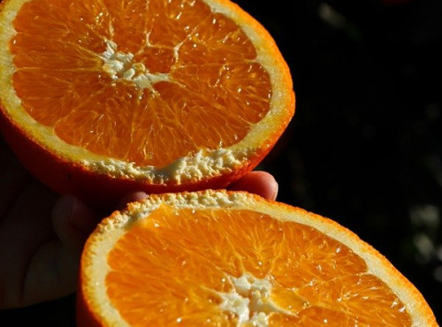 Jardins de la Testa - Orange de Corse - 10kg