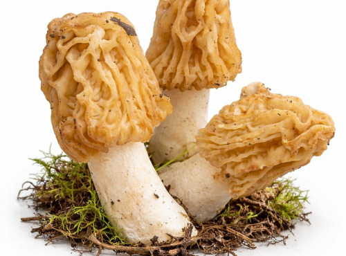 Naturélium - Verpe de Bohême fraiche France 1KG