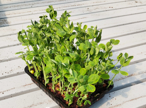 Nature et Saveurs - Ferme Aquaponique et Permacole Astérienne - Micro Pousses de Petit Pois