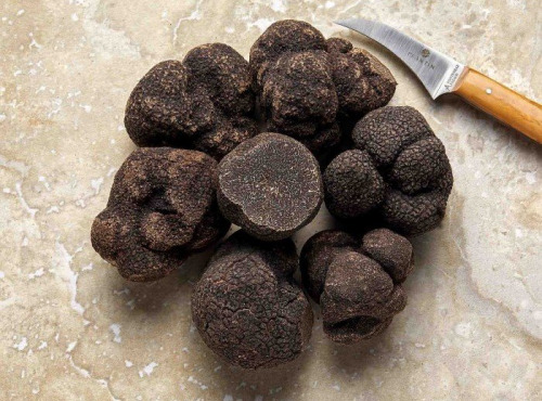 Plantin - L'art de la truffe depuis 1930 - Truffe Noire du Périgord 500g